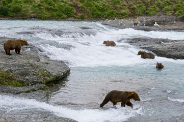 Brown/Grizzly Bears (Ursus arctos horribilis), McNeil River Game Sanctuary, Katmai, Alaska