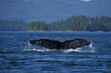 Fototapeta premium Humpaback Whale (Megaptera novaeangliae), Iside Pasage, South West Alaska, USA