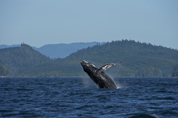 Obraz premium Humpaback Whale (Megaptera novaeangliae), Iside Pasage, South West Alaska, USA