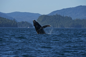 Fototapeta premium Humpaback Whale (Megaptera novaeangliae), Iside Pasage, South West Alaska, USA