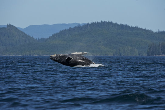 Humpaback Whale (Megaptera novaeangliae), Iside Pasage, South West Alaska, USA