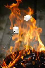 Delicious and sweet marshmallows on stick over the bonfire