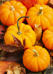 Autumn Pumpkins