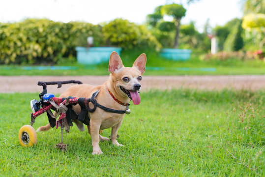 Cute little dog in wheelchair or cart walking in grass field..