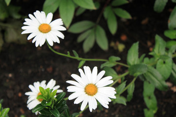 Flower - 169994681