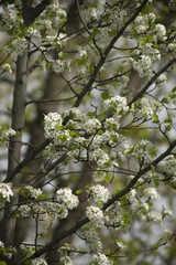 Flowering branches on a tree