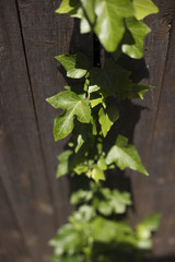 Vine growing up wooden fence