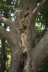 Close-up of gaping hole in large tree 3