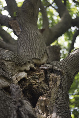 Close-up of gaping hole in large tree 2