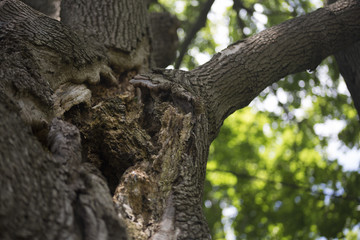 Close-up of gaping hole in large tree 1