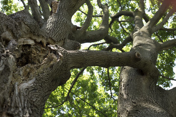 Tree with branch connecting two trunks 1