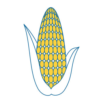 fresh corn cob icon vector illustration design