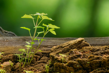 New plant growth on old tree trunk
