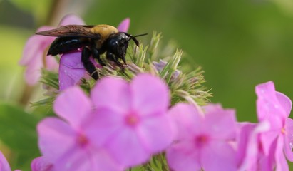 Bee