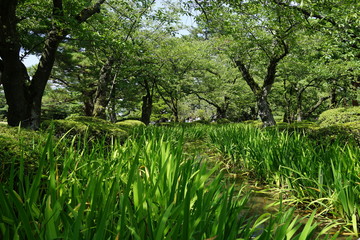 木漏れ日　森　公園　庭園　芝生　木々　苔