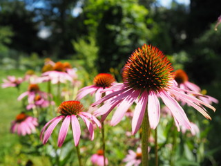 Echinacea purpurea Feld