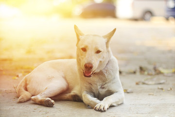 A white dog lying in the park.