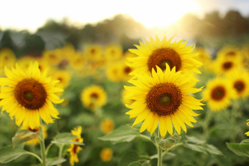 Fototapeta premium Sunflowers blooming in the field.