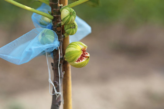 Panache fig fruit broke up,