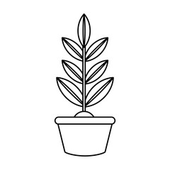 uncolored plant over white  background vector illustration
