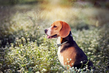 Beagle dog in the wild flowers  field.