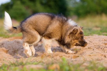 cute elo puppy plays in a sand pit