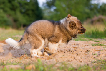 cute elo puppy plays in a sand pit