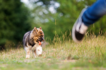 cute elo puppy follows a running man