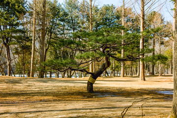 lone pine tree in park