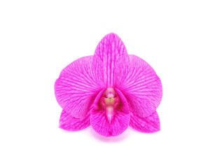 Fototapeta na wymiar Pink orchid flower isolated on white background