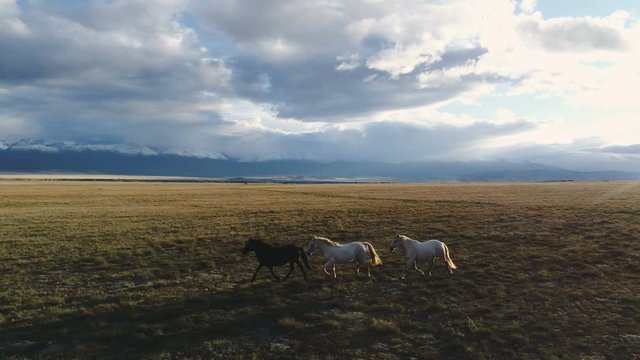 Camargue, France animal horses wild white livestock sunset running rider cowboy mountain 4k slow motion