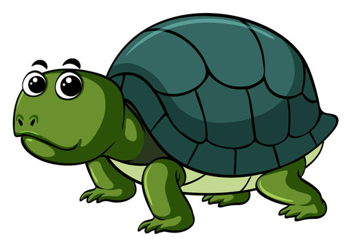 Cute turtle on white background