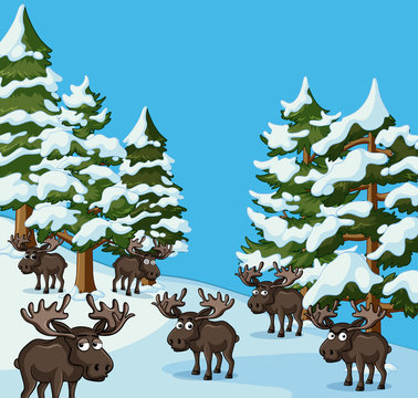Many mooses on snow mountain