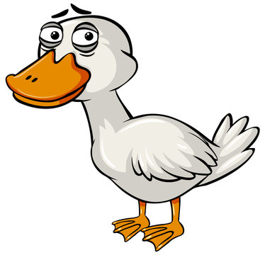 Sad duck on white background