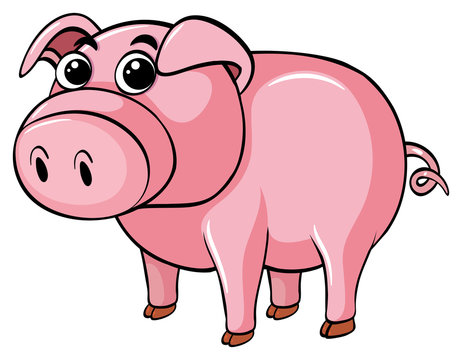 Cute pig on white background