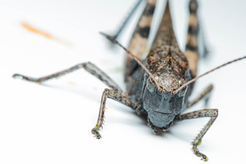 Grasshopper on isolated background closeup