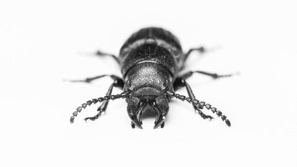 beetle bark beetle on isolated background close-up