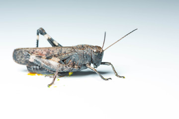 Grasshopper on isolated background closeup