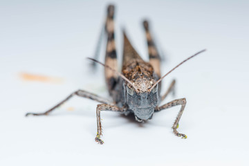Grasshopper on isolated background closeup