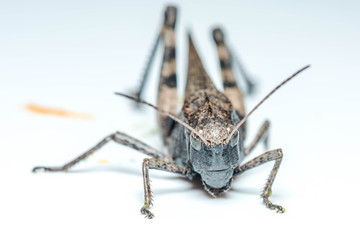 Grasshopper on isolated background closeup