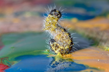 caterpillar in paints for drawing