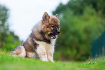 portrait of a cute elo puppy