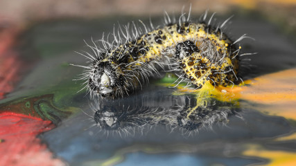 caterpillar in paints for drawing