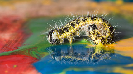 caterpillar in paints for drawing