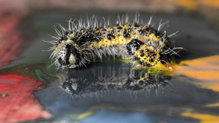 caterpillar in paints for drawing