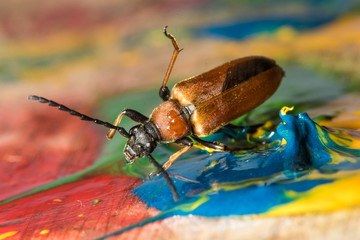 beetle firefighter in children's paints for drawing