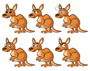 Obraz premium Kangaroo with different emotions