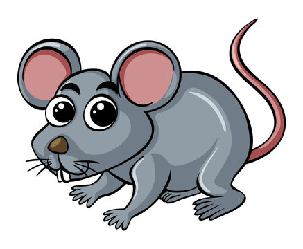 Little rat on white background