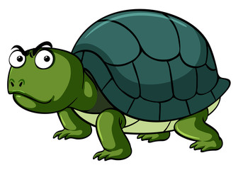 Green turtle with serious face
