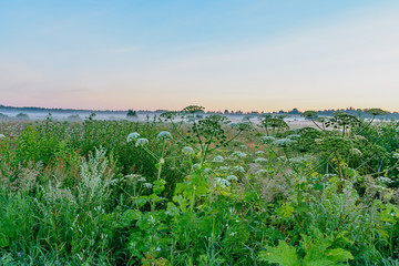 Summer dawn